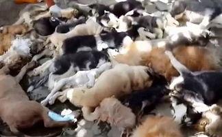 印尼巴厘岛爆料者视频播放,真实事件背后的惊人真相  第2张